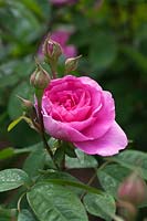 Rosa 'Gertrude Jekyll' syn Rosa 'Ausbord' - Rose