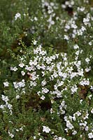 Prostanthera cuneata - Alpine Mint Bush