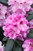 Rhododendron 'Flanagan's Daughter' Azalea