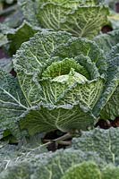 Brassica 'Serpentine' - Cabbage