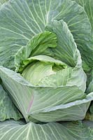Brassica - 'Robinson's Giant Cabbage'
