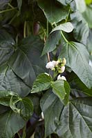 Phaseolus coccineus 'Moonlight' - Runner Bean flower