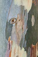 Eucalyptus glaucescens bark detail - Gum Tree