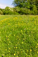 Ranunculus, Buttercup and meadow grasses at Chilbolton Cow Common, a Site of Special Scientific Interest ( SSSI ), Hampshire, UK