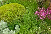 Planting of Topiary Box balls with Millium effusum, Artemisia, Silene dioica. Designer Robert Myers, Chelsea Flower Show