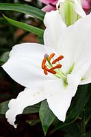 Lilium 'Free Bird' - Oriental lily