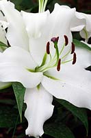 Lilium 'Coromandel' - Oriental lily