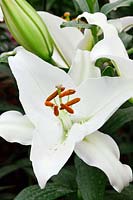 Lilium 'Abriola' - Oriental lily