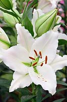 Lilium 'Gracia' - Oriental lily