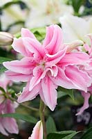 Lilium 'Balonica' - Oriental lily