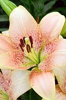 Lilium 'Sweet Desire' - Oriental lily