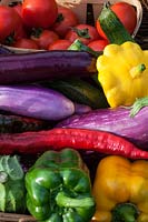 Freshly harvested colourful vegetables - summer squash, aubergines, tomatoes, romano peppers and bell peppers