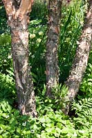 Multi-stem Betula nigra underplanted with shade-loving woodland plants of perennials and ferns
