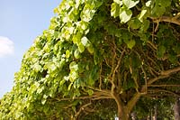 A canopy of Tilia x europaea 'Pallida' - Lime trees