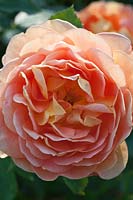 Rosa Lady of Shalott 'Ausnyson'
