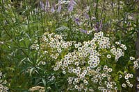 Feverfew and Veronicastrum flowering in a garden border