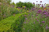 Planting of Verbena bonariensis, Box hedge, late summer perennials and grasses in the Queen Elizabeth Olympic Park, London