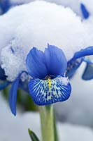 Iris histrioides 'Lady Beatrix Stanley' covered with snow