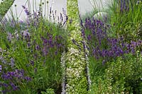 Contemporary herb garden with Lavenders and Thymes. Designer Rae Wilkinson
