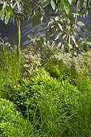 A green garden with Pittosporum, Eucalyptus and grasses