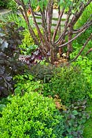 Garden with a multi stemmed tree underplanted with foliage plants