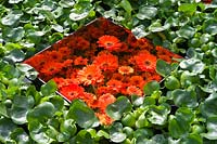 Orange Gerbera in mirrored box amongst Eichornia crassipes RHS Hampton Court Palace Flower Show 2015