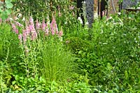 Perennials and grasses, Hadlow College 'Green Seam' garden, RHS Hampton Court Flower Show