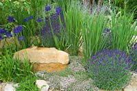 Gravel and stone garden with blue and purple flowers Lavandula angustifolia 'Hidcote', Agapanthus 'Sophie', Thymus praecox
