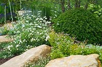 A garden with large stones interplanted with white flowering plants and a clipped mound of evergreen Taxus baccata - Yew