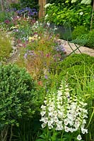 Summer garden with colourful naturalistic planting, Digitalis - Foxgloves - and Box balls - Buxus sempervirens