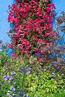 Mediterranean Greek style garden with Bougainvillea on blue painted wall. RHS Hampton Court Palace Flower Show