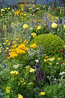 Colourful planting of yellow and blue perennials with topiary Buxus Box ball. Magna Carta 800 Garden, Hampton Court Flower Show
