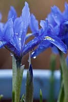IIris histrioides 'Lady Beatrix Stanley' flowering in a blue container