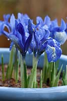 Iris histrioides 'Lady Beatrix Stanley' flowering in a blue container