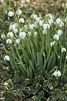 Galanthus 'Hippolyta' planted with Euonymus fortunei 'Emerald Gaiety' - Snowdrops