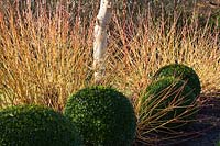 Stems in winter of Cornus sanguinea 'Midwinter Fire' planted with Buxus sempervirens and Betula ermanii