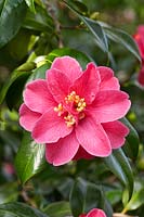 Camellia japonica 'Jessie Burgess'