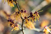Hamamelis x intermedia 'Vesna' flowering in late winter