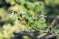 Hamamelis x intermedia 'Pallida' - Witch Hazel flowering in late winter