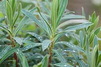 Euphorbia characias subsp. wulfenii foliage