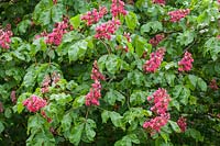 Aesculus x carnea 'Briotii' - Red Horse Chestnut tree flowering in spring