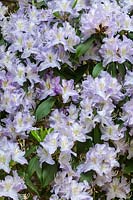 Rhododendron augustinii 'Electra' flowering in spring