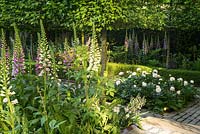Foxgloves, Peonies and pleached Hornbeams in Support, The Husqvarna Garden. Designer: Charlie Albone. RHS Chelsea Flower Show