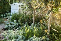 Small contemporary garden with olive trees and silver foliage plants for dry conditions