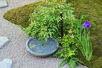 Japanese style garden with moss, gravel, water, tree and Iris. The Japanese Summer Garden, RHS Hampton Court Flower Show