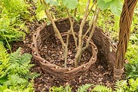 Decorative woven willow fence circling a hazel tree. Designers Emma Bannister and Ben Donadel