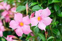 Mandevilla sanderi hybrid 'Sundaville Pretty Rose' = 'Sunparaprero' - Dipladenia -