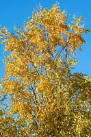 Betula dahurica 'Stone Farm' - golden autumn colour
