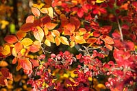 Cotoneaster boisianus with Cotoneaster cuspidatus - fiery autumn colour
