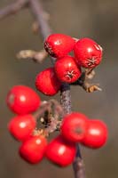 Cotoneaster boisianus - red berries in winter